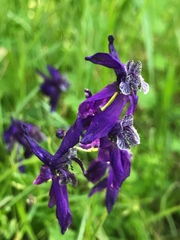 Delphinium patens