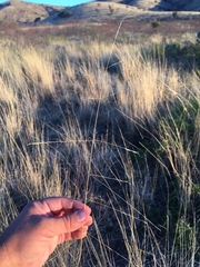 Aristida ternipes