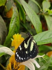 Heliconius atthis