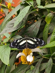 Heliconius atthis