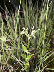 Mitreola