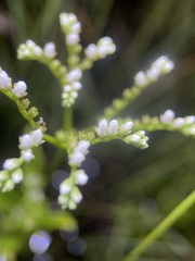 Mitreola