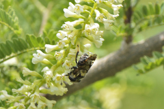 Copestylum alberlena