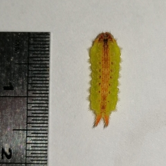 Euprosterna sapucaya