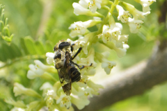 Copestylum alberlena