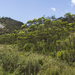 Eucalyptus dissita - Photo (c) quinkin, algunos derechos reservados (CC BY-NC)