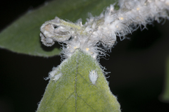 Prociphilus xylostei