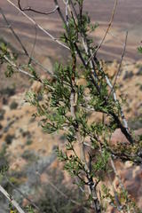 Anginon verticillatum