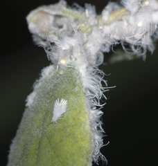 Prociphilus xylostei