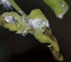 Prociphilus xylostei