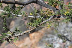 Anginon verticillatum