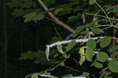 Prociphilus xylostei