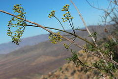 Anginon verticillatum