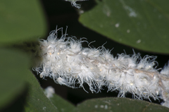 Prociphilus xylostei