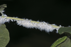 Prociphilus xylostei