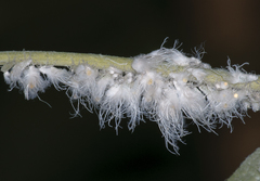 Prociphilus xylostei