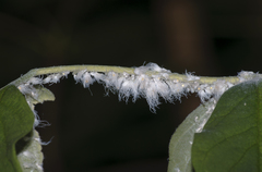 Prociphilus xylostei