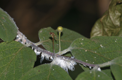 Prociphilus xylostei