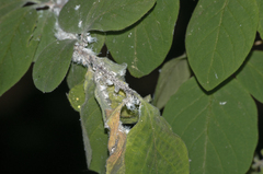 Prociphilus xylostei