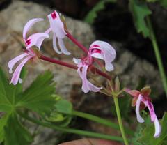 Pelargonium patulum patulum