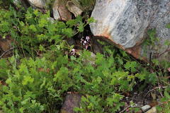 Pelargonium patulum patulum