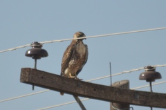 Geranoaetus albicaudatus