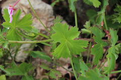 Pelargonium patulum patulum
