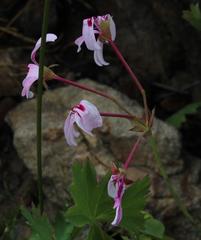 Pelargonium patulum patulum