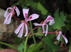 Pelargonium patulum patulum