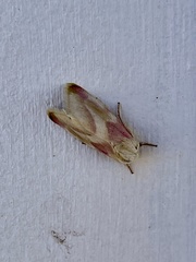 Schinia regina