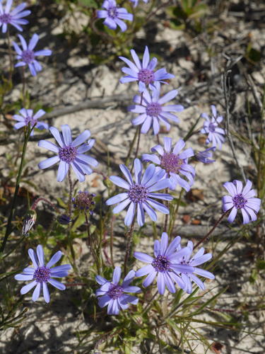 Felicia heterophylla (Cass.) Grau