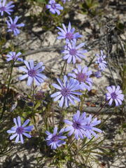 Felicia heterophylla