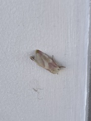 Schinia regina