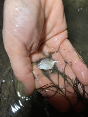 Trachinotus