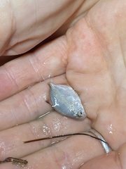 Trachinotus