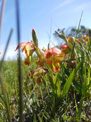 Gladiolus speciosus