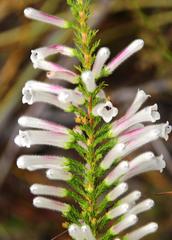Erica perspicua perspicua