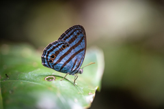 Cepheuptychia cephus