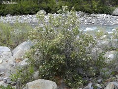 Myrceugenia lanceolata