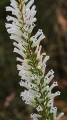 Erica perspicua perspicua