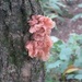 Phaeotremella roseotincta - Photo (c) Alexander Ganse, some rights reserved (CC BY-NC), uploaded by Alexander Ganse