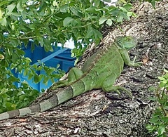 Iguana iguana