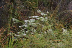 Erica perspicua perspicua