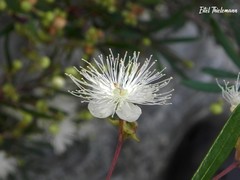 Myrceugenia lanceolata