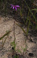 Senecio cymbalarifolius