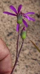 Senecio cymbalarifolius