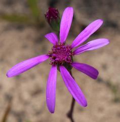 Senecio cymbalarifolius