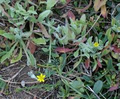 Osteospermum calendulaceum