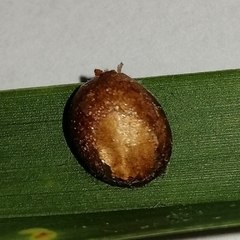 Euprosterna sapucaya