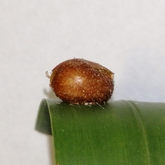 Euprosterna sapucaya